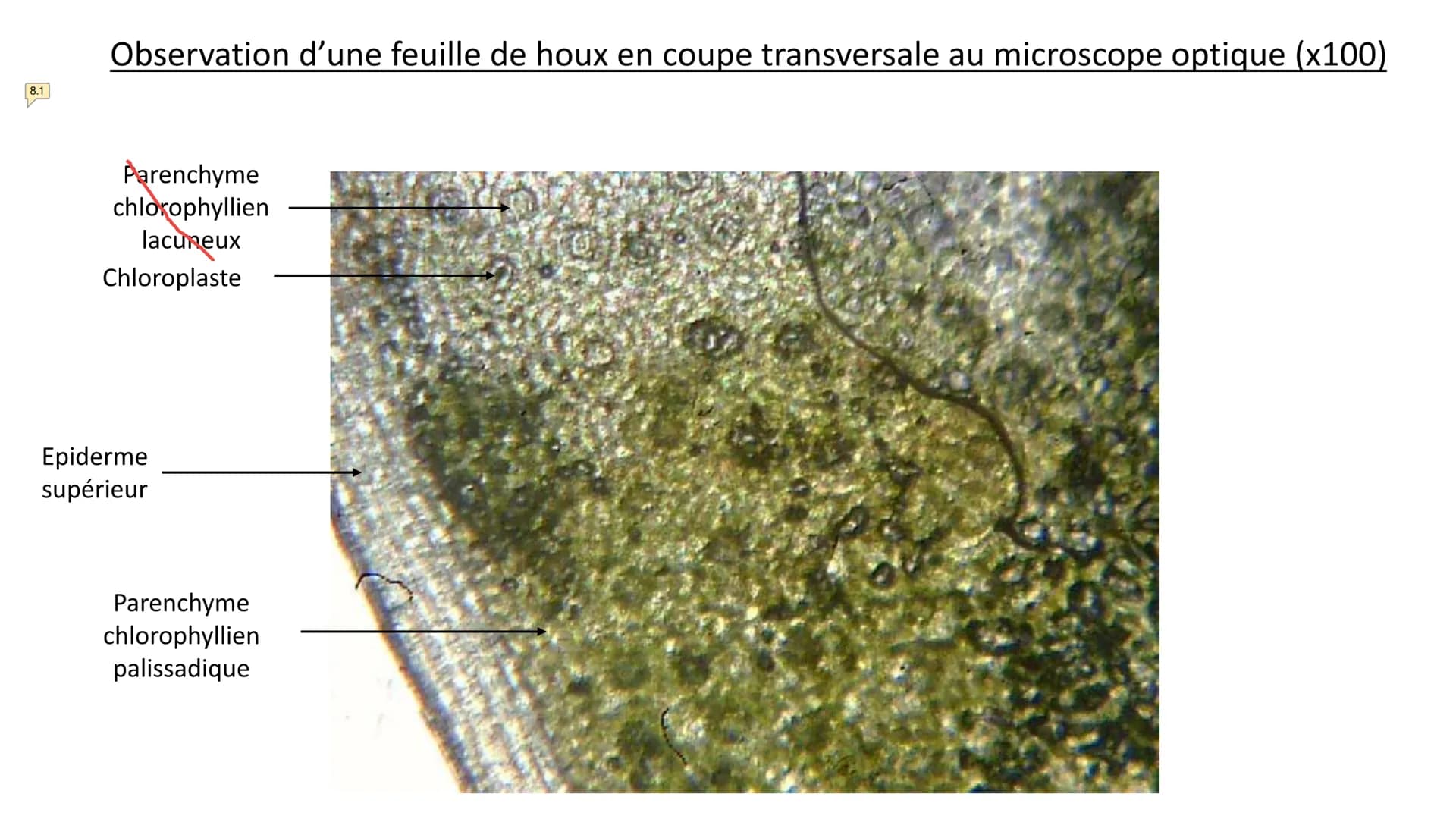 Observations au microscope
optique Observation d'un épiderme
inférieur d'une feuille de
pélargonium au microscope
optique à différentes éche