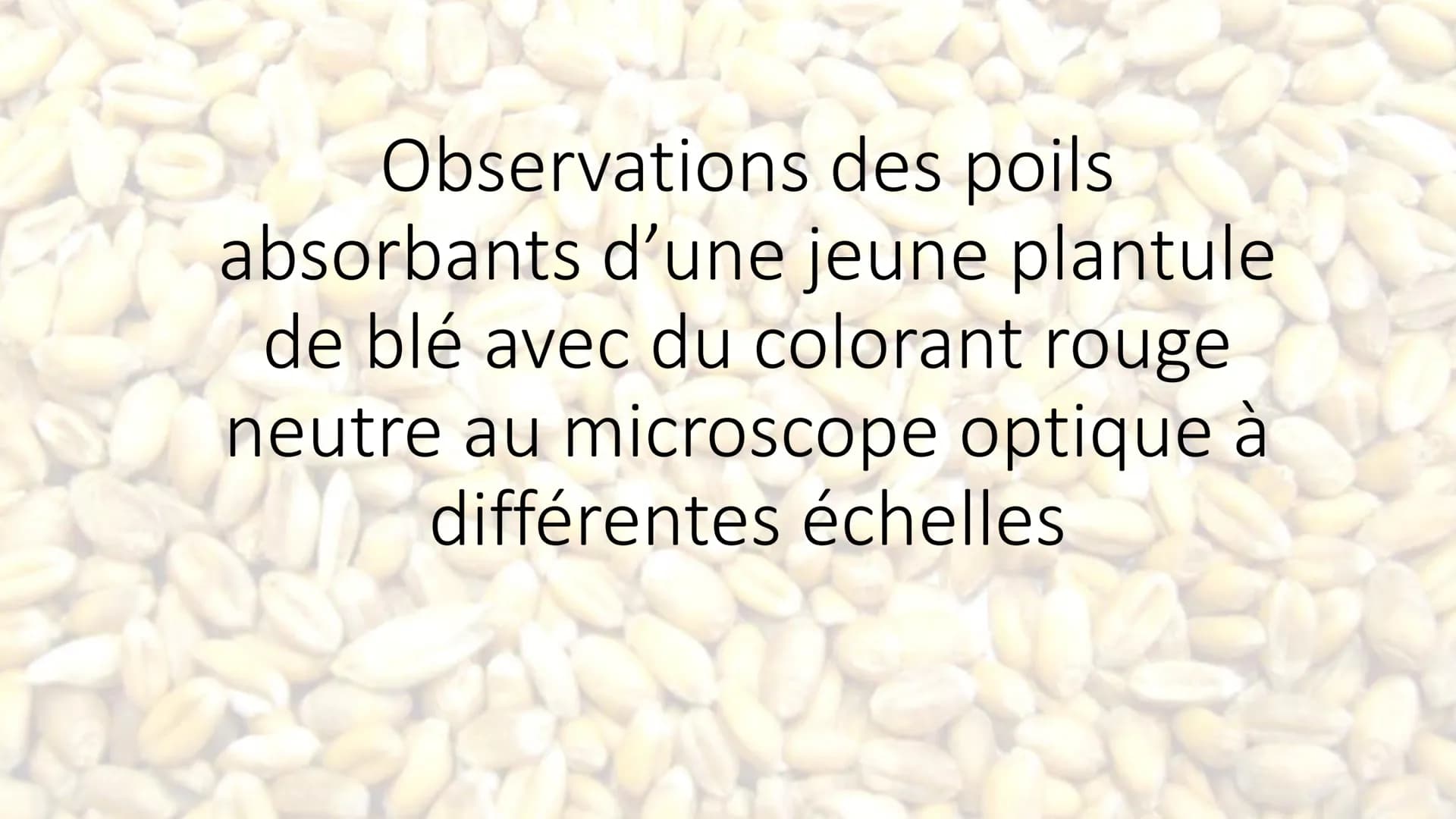 Observations au microscope
optique Observation d'un épiderme
inférieur d'une feuille de
pélargonium au microscope
optique à différentes éche