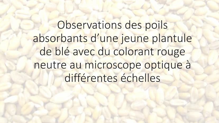 Observations au microscope
optique Observation d'un épiderme
inférieur d'une feuille de
pélargonium au microscope
optique à différentes éche