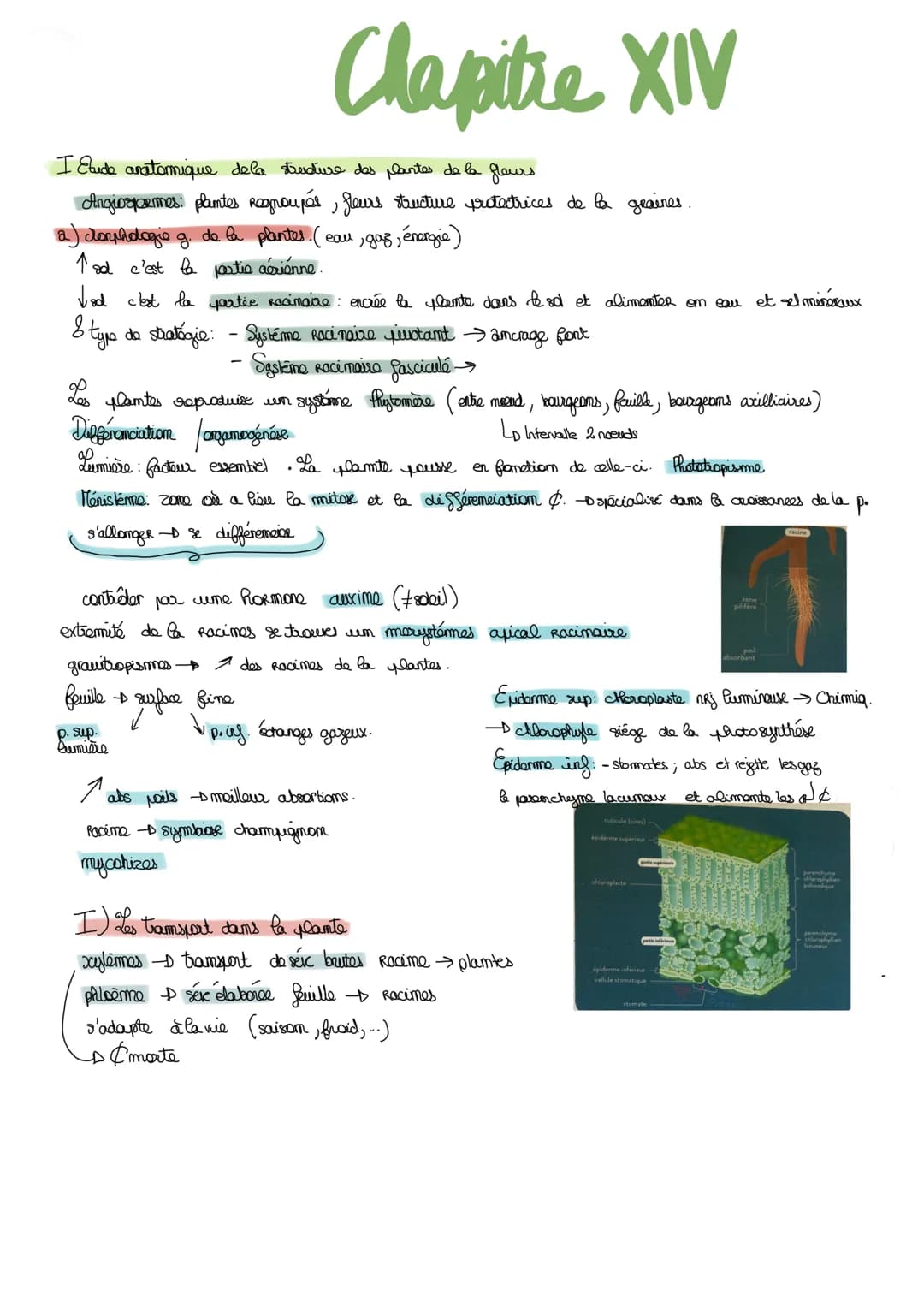 I Etude anatomique de la structure des plantes de la glours
Angiospermes plantes Regroupés, fleurs structure protectrices de la graines.
a) 