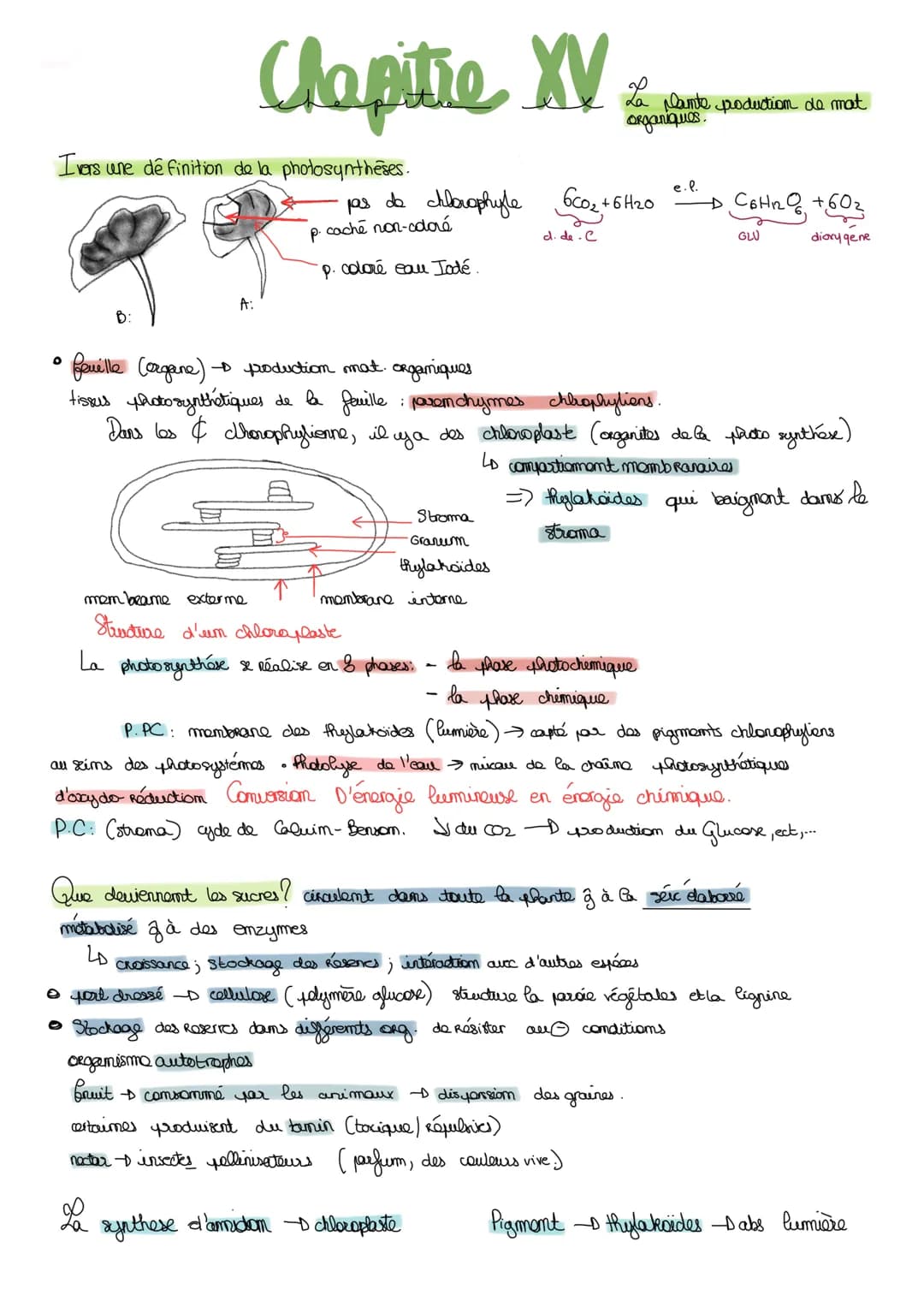I Etude anatomique de la structure des plantes de la glours
Angiospermes plantes Regroupés, fleurs structure protectrices de la graines.
a) 