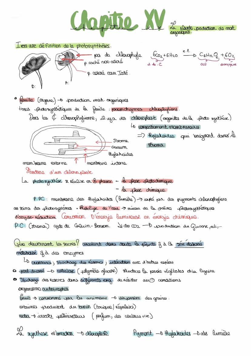 I Etude anatomique de la structure des plantes de la glours
Angiospermes plantes Regroupés, fleurs structure protectrices de la graines.
a) 