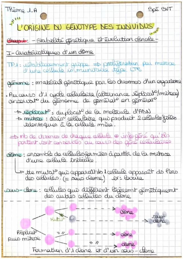 Know Thème 1.A - Chapitre 1 & 2 : L’origine du génotype des individus  thumbnail