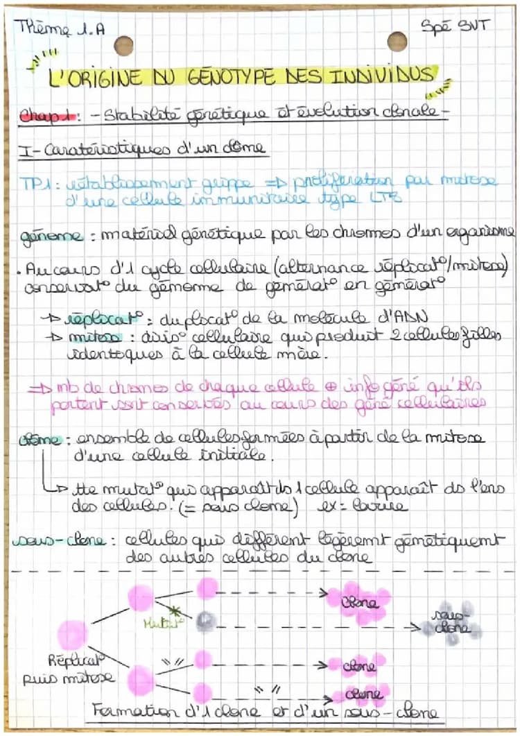 Know Thème 1.A - Chapitre 1 & 2 : L’origine du génotype des individus  thumbnail