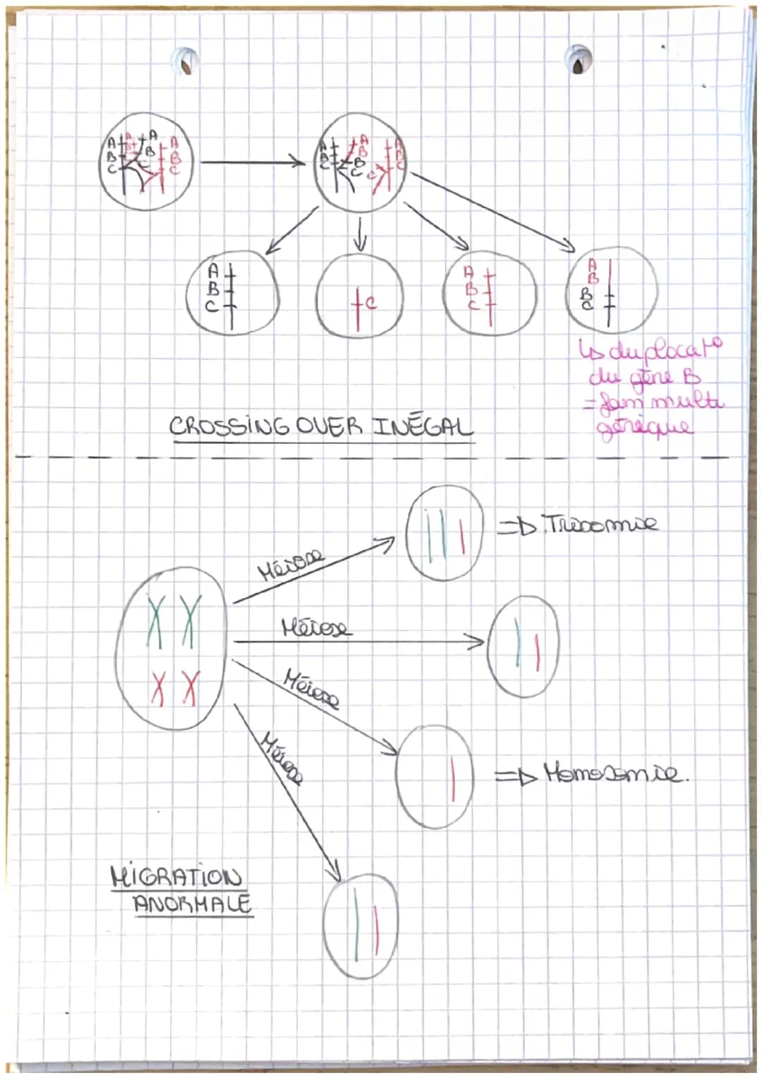 Theme J.A
L'ORIGINE NU GENOTYPE DES INDIVIDUS
Chapt: - Stabilité génétique et évolution clonale -
Yo
I-Carateristiques d'un dome
TP1: establ