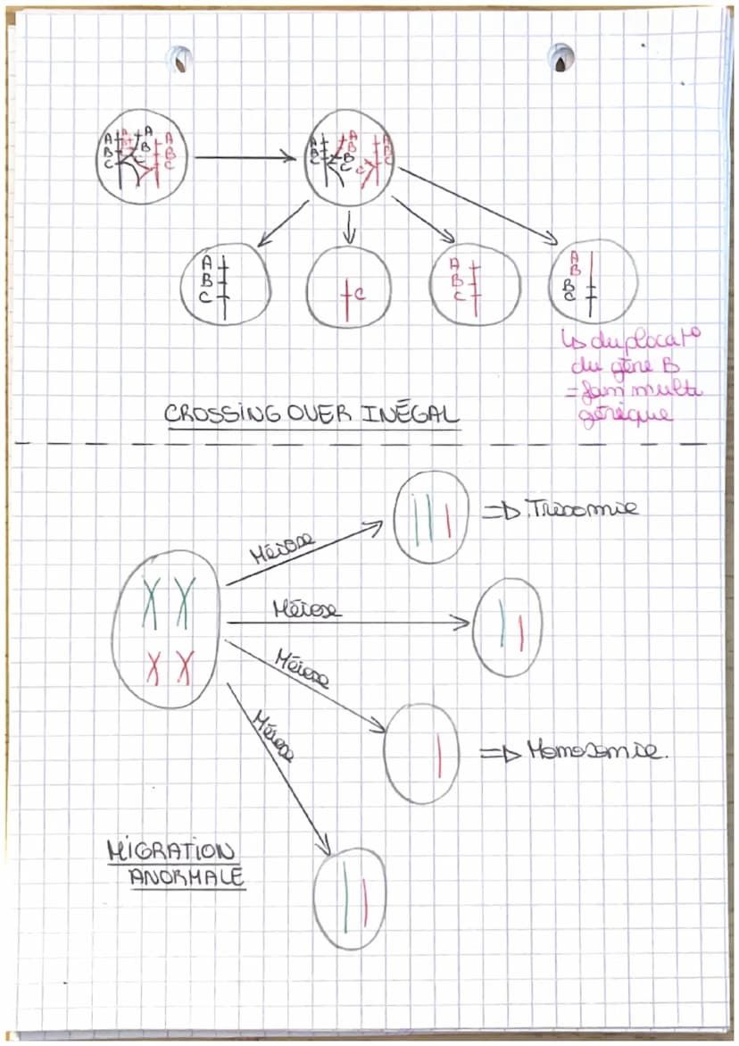Theme J.A
L'ORIGINE NU GENOTYPE DES INDIVIDUS
Chapt: - Stabilité génétique et évolution clonale -
Yo
I-Carateristiques d'un dome
TP1: establ