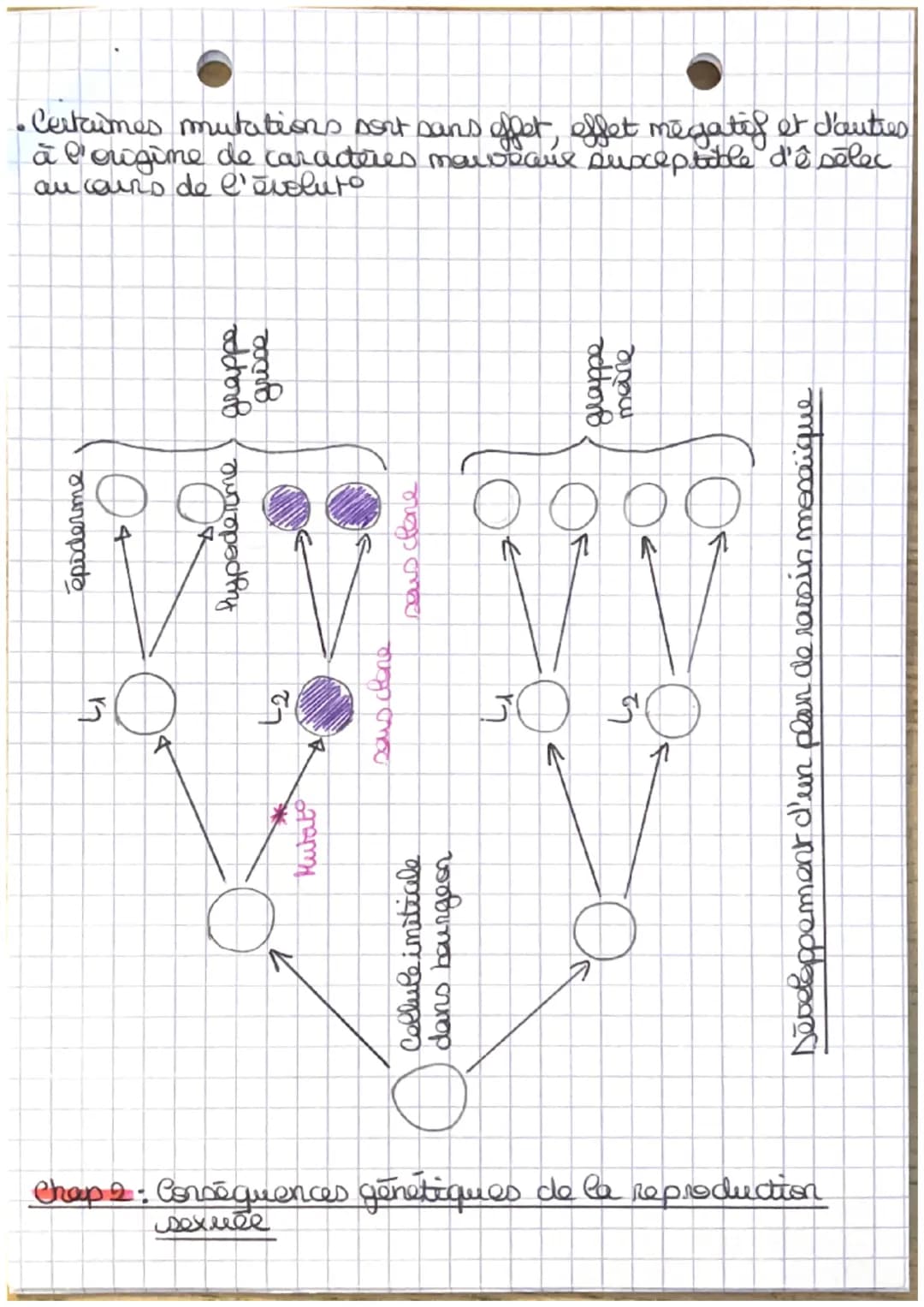 Theme J.A
L'ORIGINE NU GENOTYPE DES INDIVIDUS
Chapt: - Stabilité génétique et évolution clonale -
Yo
I-Carateristiques d'un dome
TP1: establ