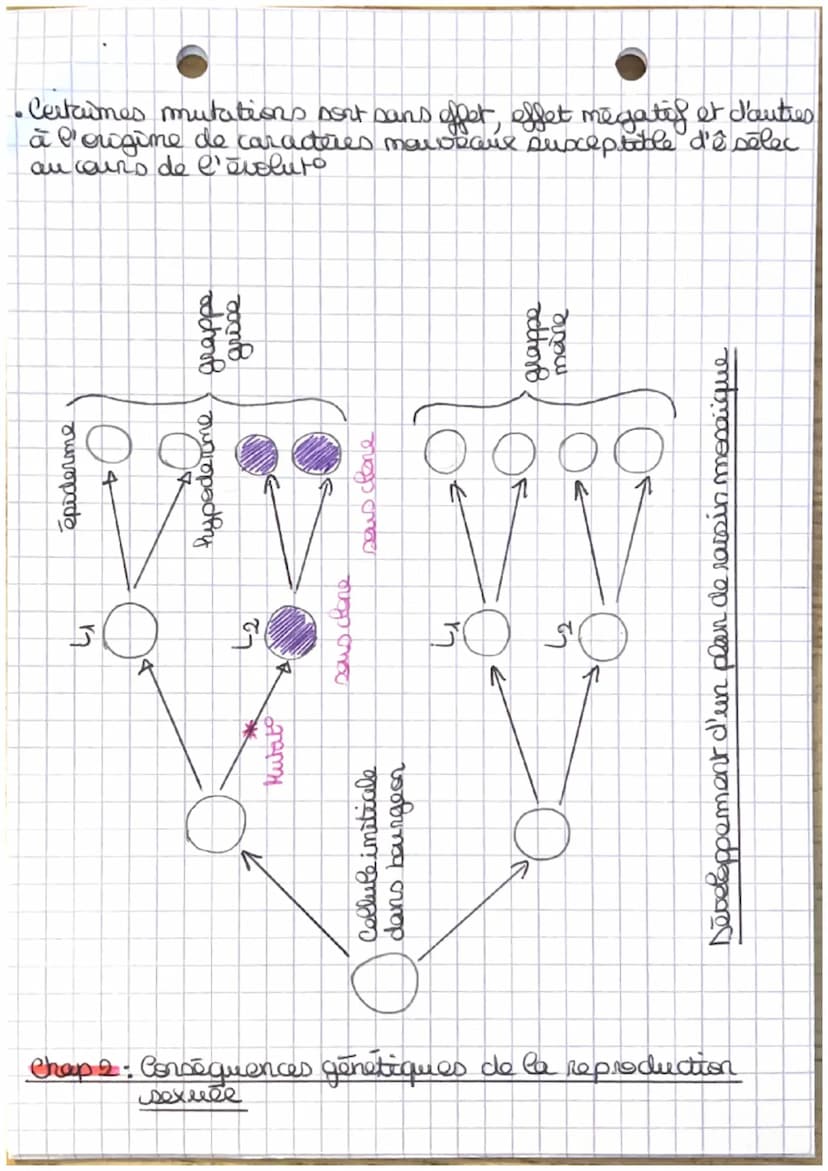 Theme J.A
L'ORIGINE NU GENOTYPE DES INDIVIDUS
Chapt: - Stabilité génétique et évolution clonale -
Yo
I-Carateristiques d'un dome
TP1: establ