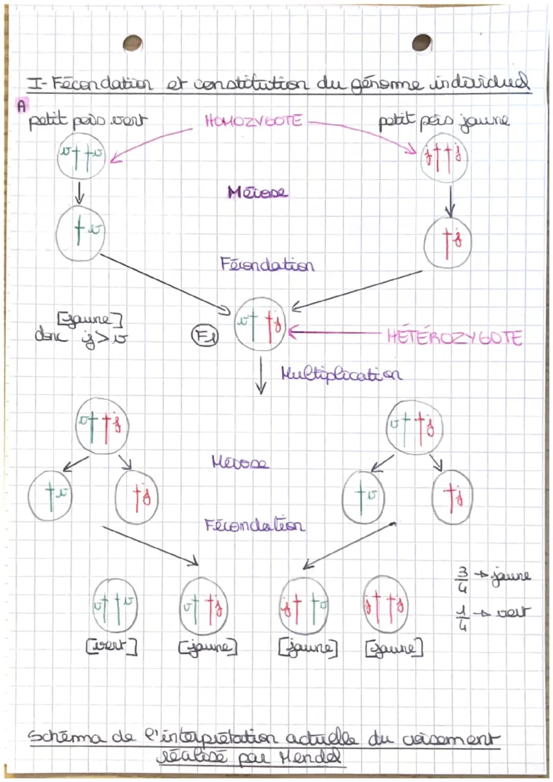 Theme J.A
L'ORIGINE NU GENOTYPE DES INDIVIDUS
Chapt: - Stabilité génétique et évolution clonale -
Yo
I-Carateristiques d'un dome
TP1: establ
