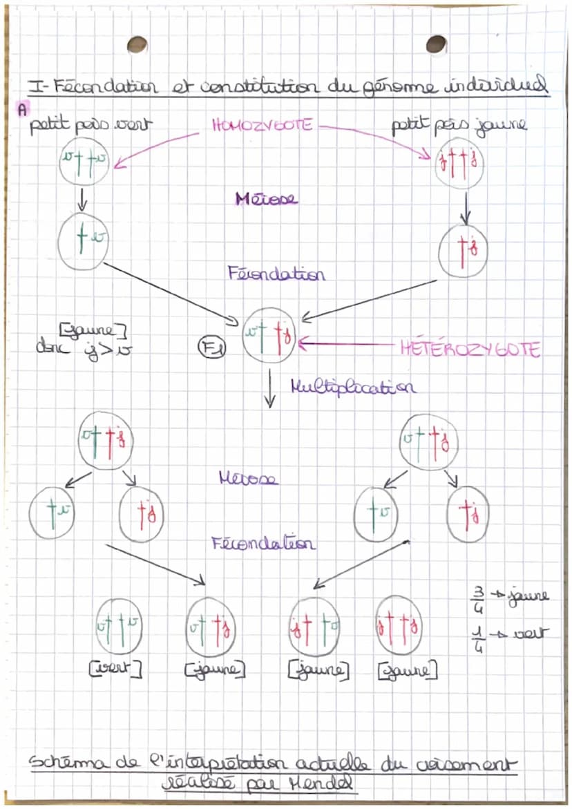 Theme J.A
L'ORIGINE NU GENOTYPE DES INDIVIDUS
Chapt: - Stabilité génétique et évolution clonale -
Yo
I-Carateristiques d'un dome
TP1: establ