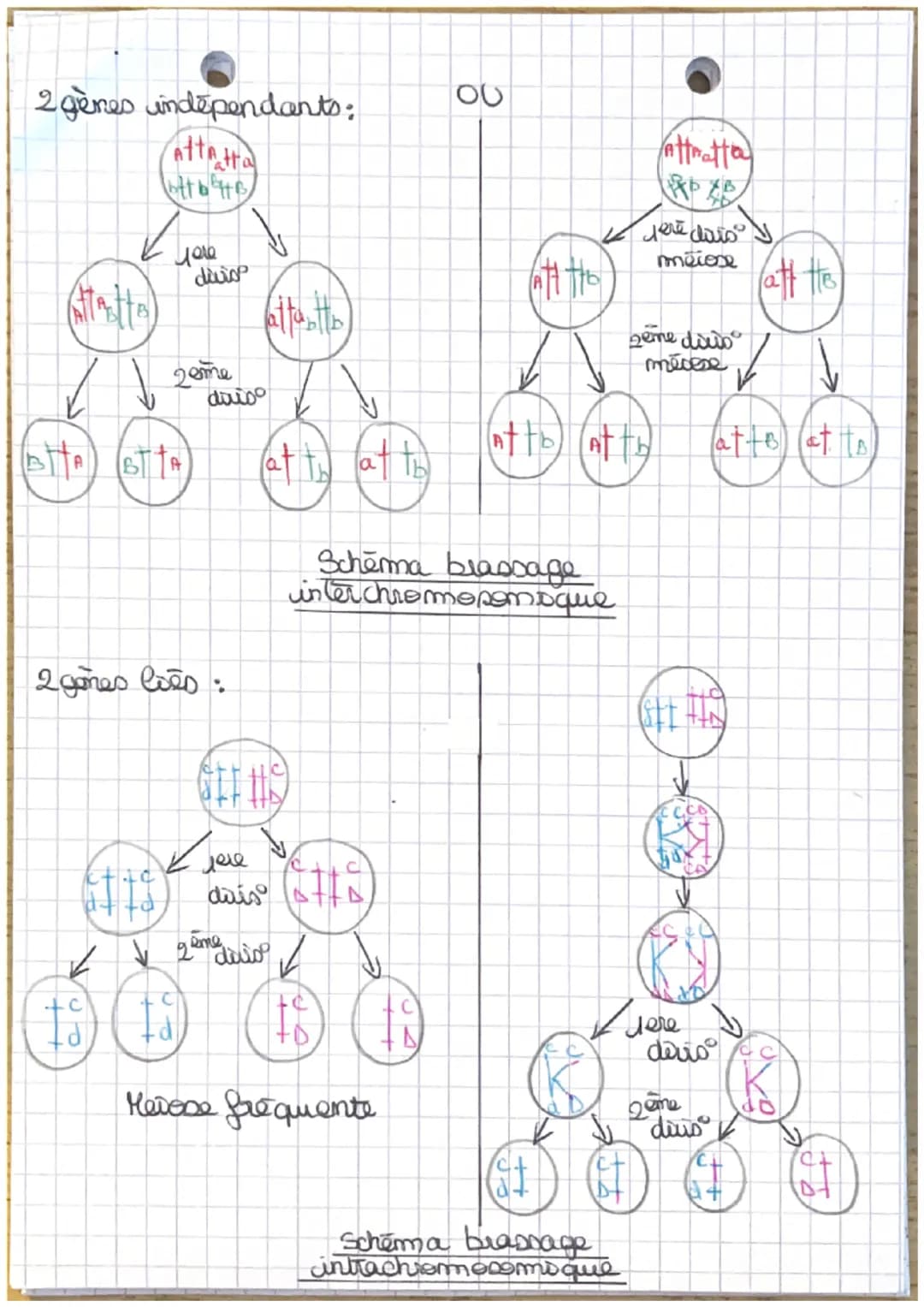 Theme J.A
L'ORIGINE NU GENOTYPE DES INDIVIDUS
Chapt: - Stabilité génétique et évolution clonale -
Yo
I-Carateristiques d'un dome
TP1: establ