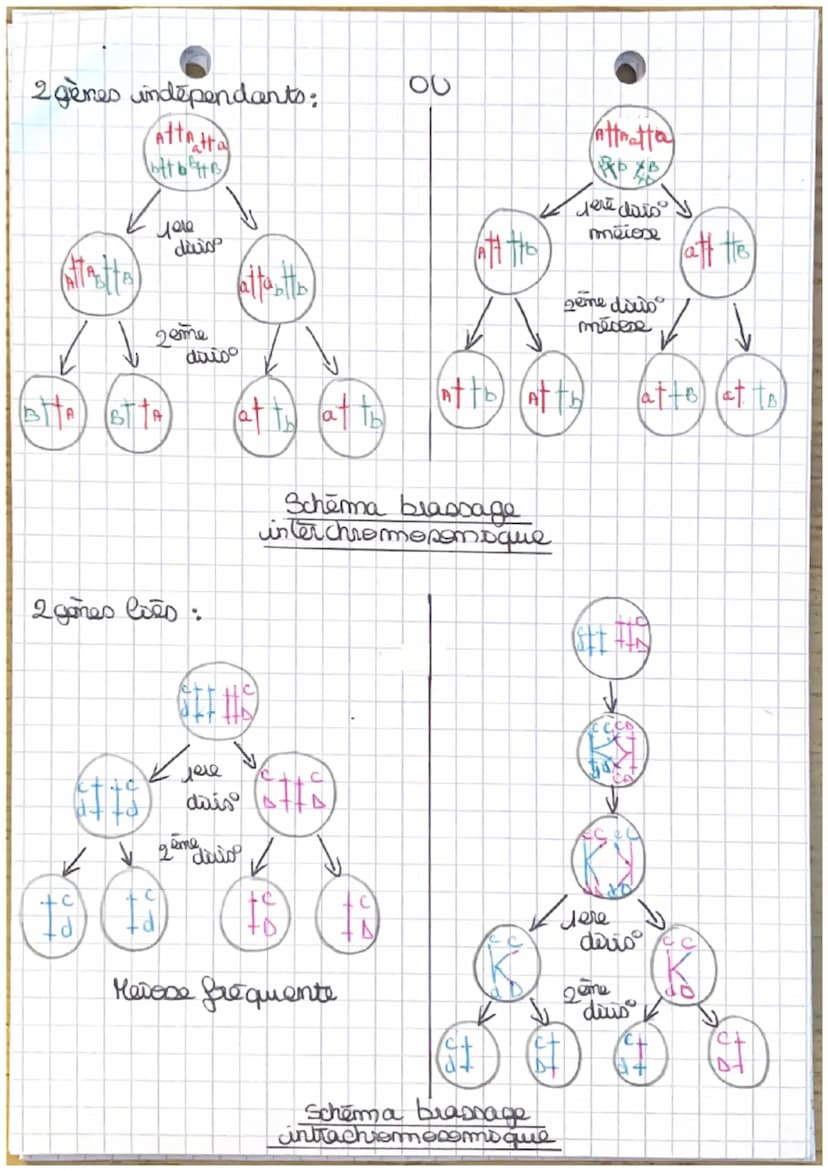 Theme J.A
L'ORIGINE NU GENOTYPE DES INDIVIDUS
Chapt: - Stabilité génétique et évolution clonale -
Yo
I-Carateristiques d'un dome
TP1: establ