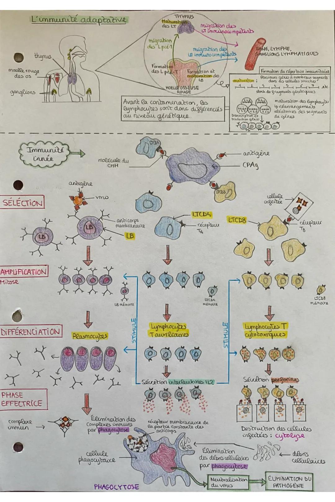 # L'immunité adaptative

THYMUS
Haburaby
des LT

migration des
LT immunocompetenط

migration
des pré
Le immunocompétents

thymus.
moelle rou