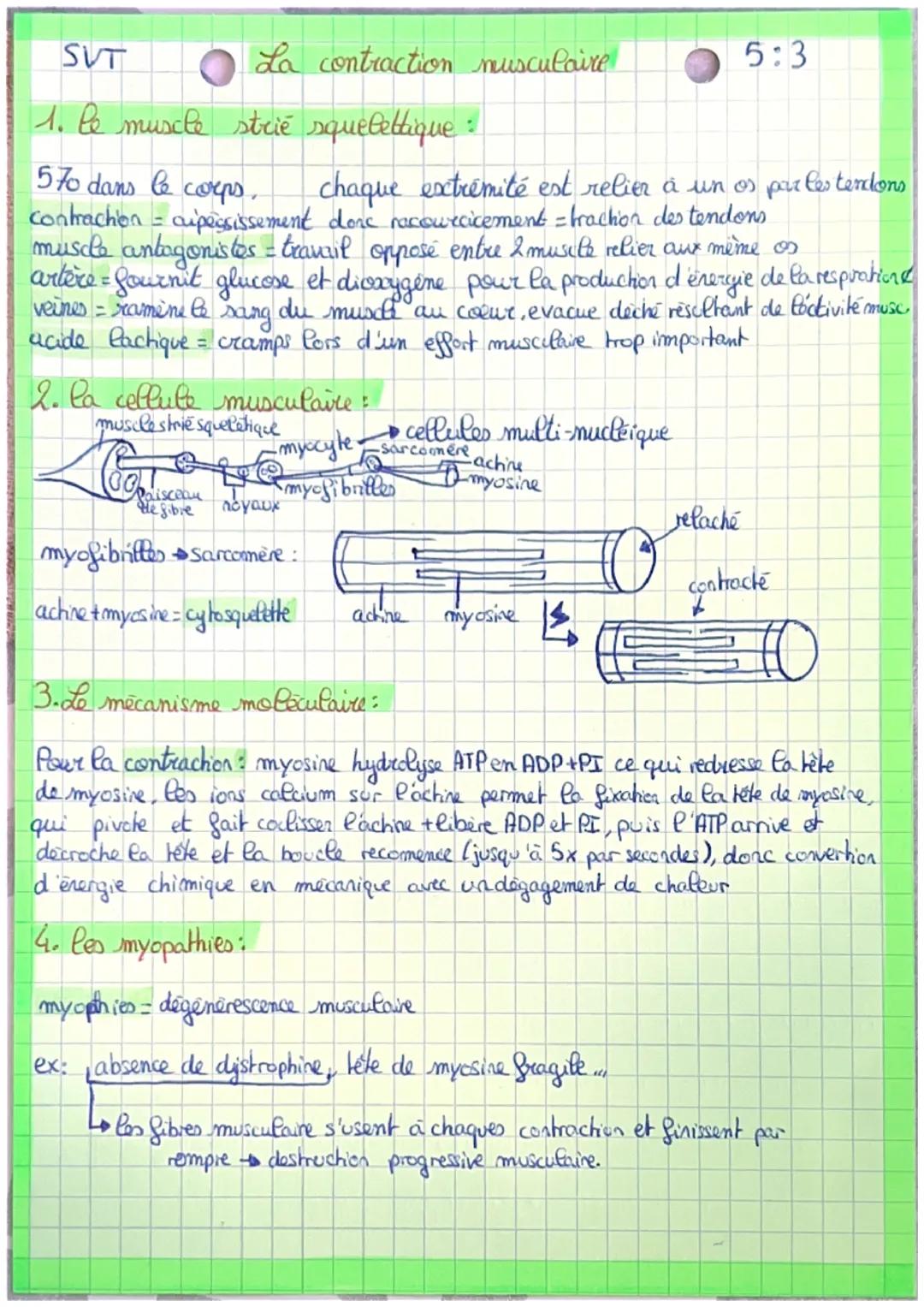 SVT
La contraction musculaire
5:3
1. le muscle strie squelettique:
570 dans le corps, chaque extrémité est relier à un os par les tendons
Co