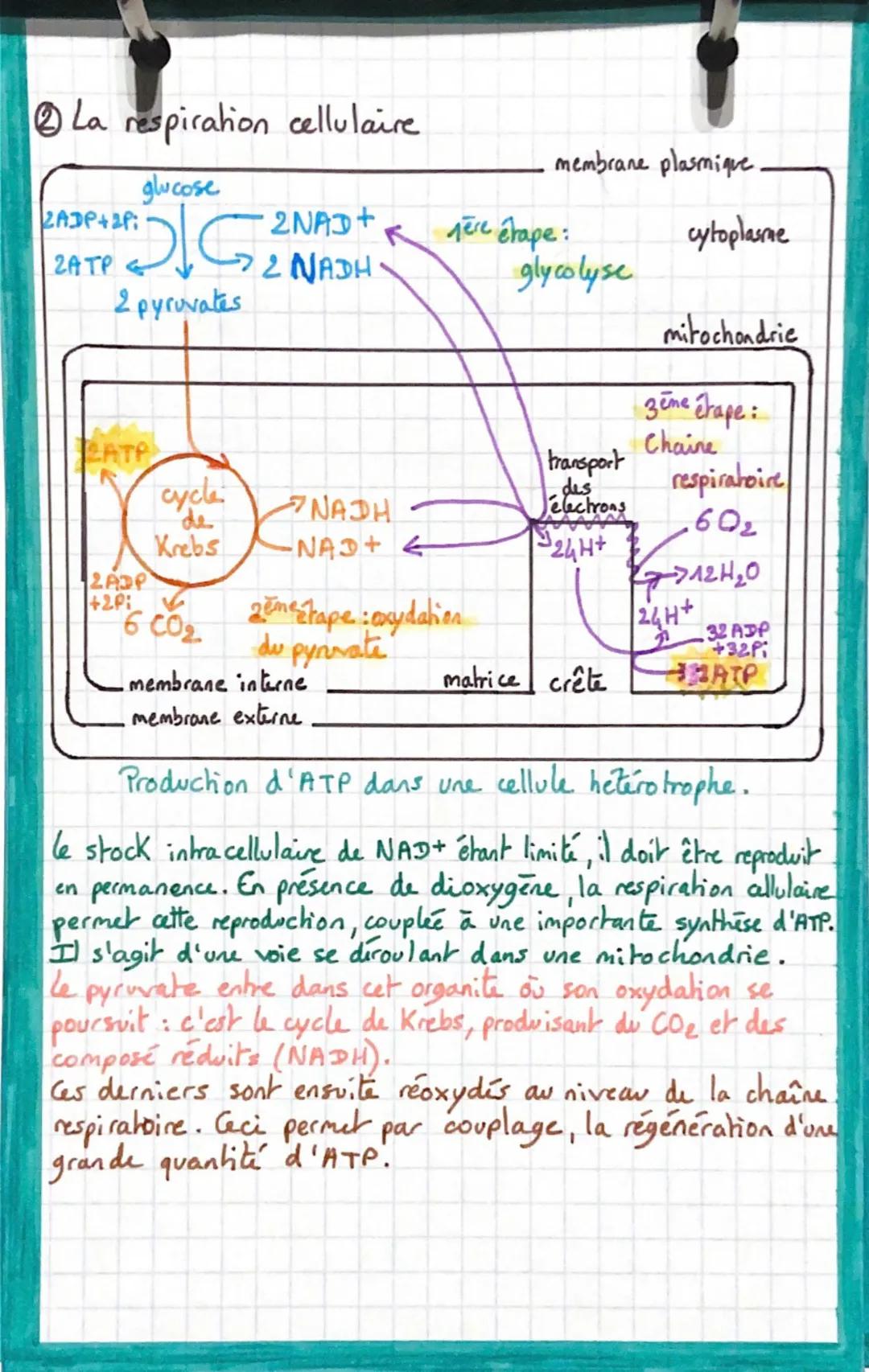 La respiration cellulaire
glucose
2ADP+2P:
2ATP
2 pyruvates
LATP
2ADP
+2P:
G₂
cycle
de
Krebs
2NAD+
2 NADH
6 CO₂
K
NADH
-NAD+ &
membrane inte