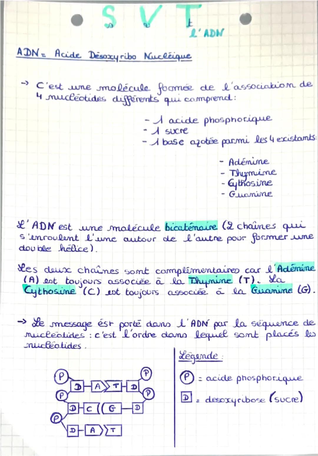 # SVT

ADN- Acide Desoxyribo Nucléique

L'ADN

<- C'est une molécule formée de l'association de
4 nucleotides différents qui comprend:

- A 