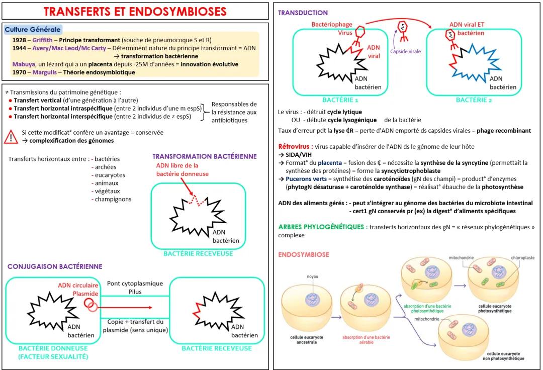 Les 3 types de transferts horizontaux et endosymbioses pour les nuls