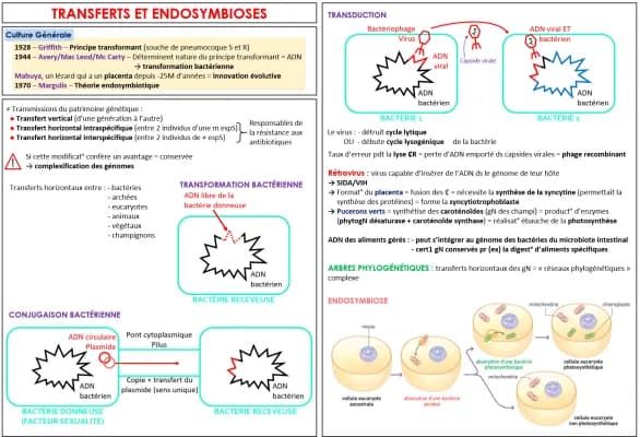 Know Transferts horizontaux de gènes et endosymbioses thumbnail