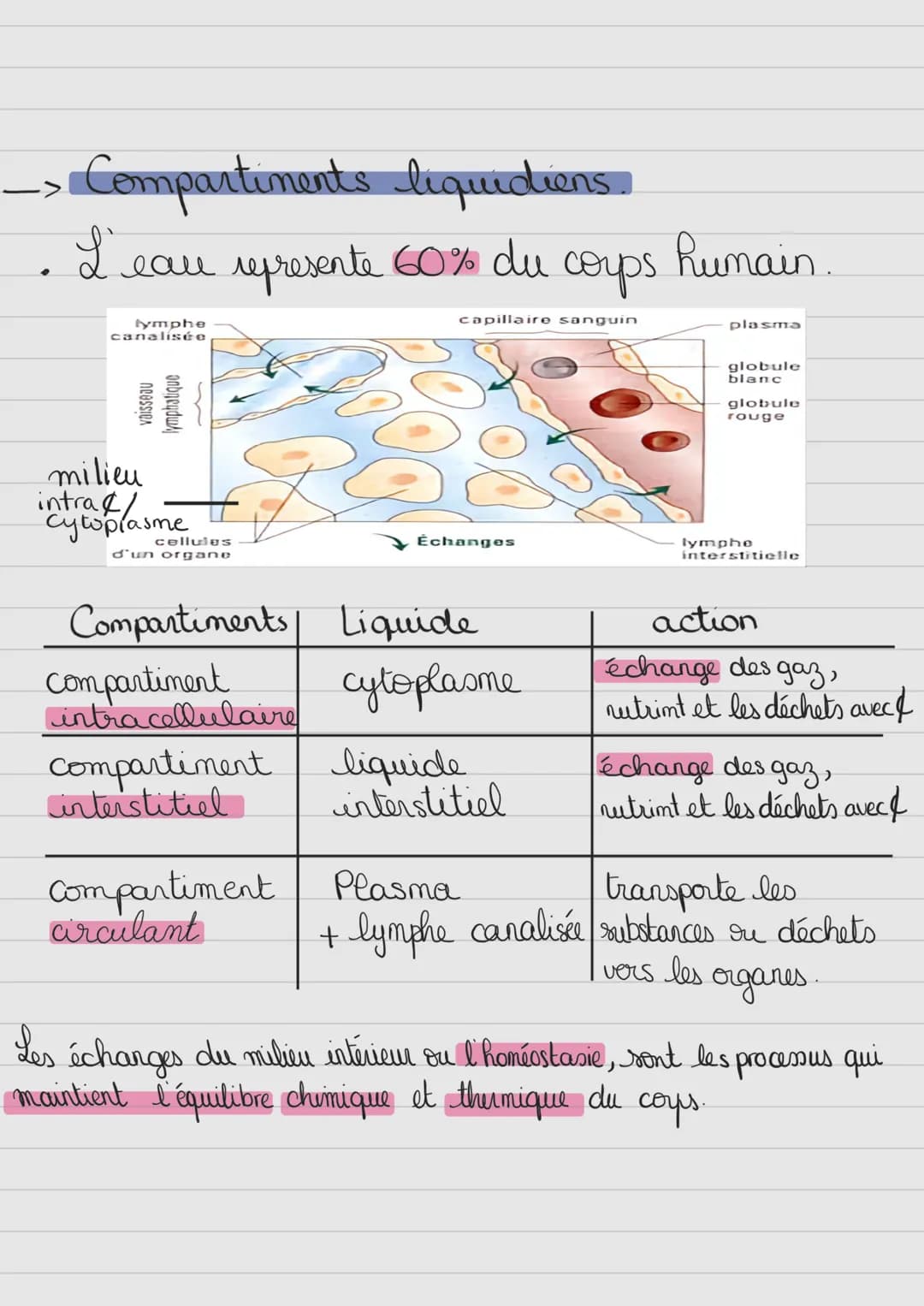 Milieu antérieur
Terminologie:
-glyco: glucose
- glycogéno: glycogeme
- insulin(o): insuline
Exemple:
glycémie
glycogénogenèse
insulinémie
-