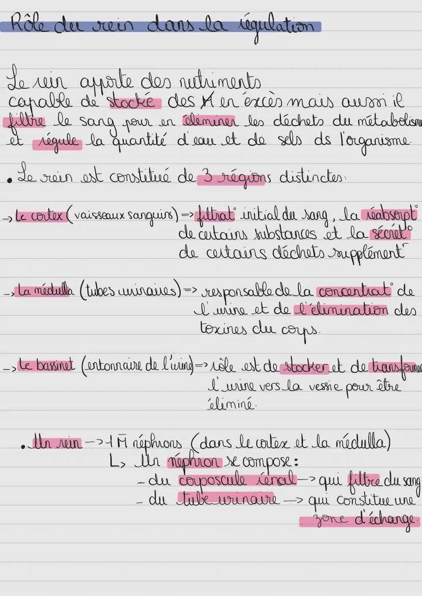 Milieu antérieur
Terminologie:
-glyco: glucose
- glycogéno: glycogeme
- insulin(o): insuline
Exemple:
glycémie
glycogénogenèse
insulinémie
-