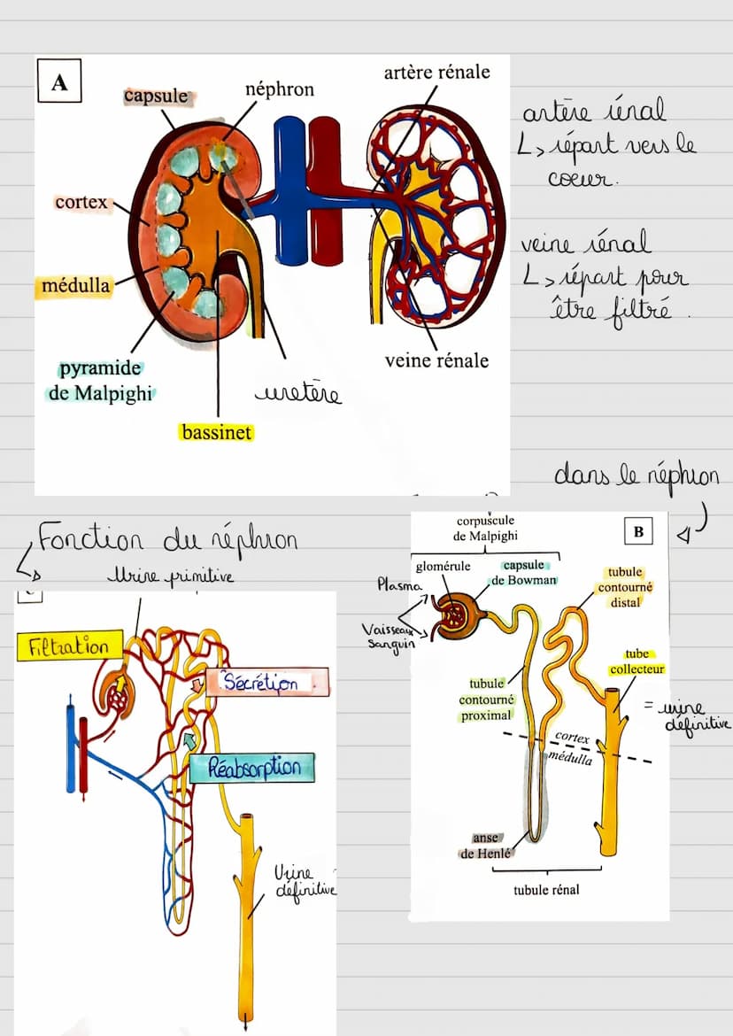 Milieu antérieur
Terminologie:
-glyco: glucose
- glycogéno: glycogeme
- insulin(o): insuline
Exemple:
glycémie
glycogénogenèse
insulinémie
-