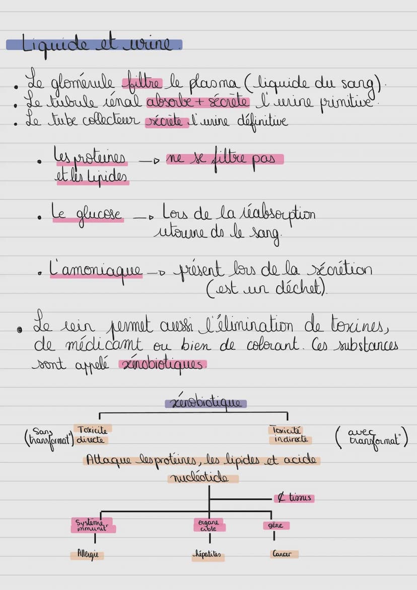 Milieu antérieur
Terminologie:
-glyco: glucose
- glycogéno: glycogeme
- insulin(o): insuline
Exemple:
glycémie
glycogénogenèse
insulinémie
-
