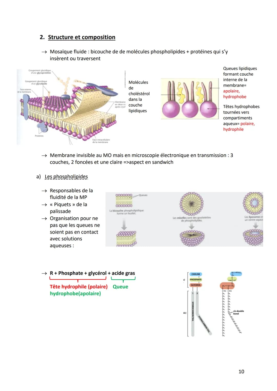 I. Physiologie générale
I.
Différents mécanismes dirigent le fonctionnement intégré des différents systèmes
(11). L'organisme est considéré 