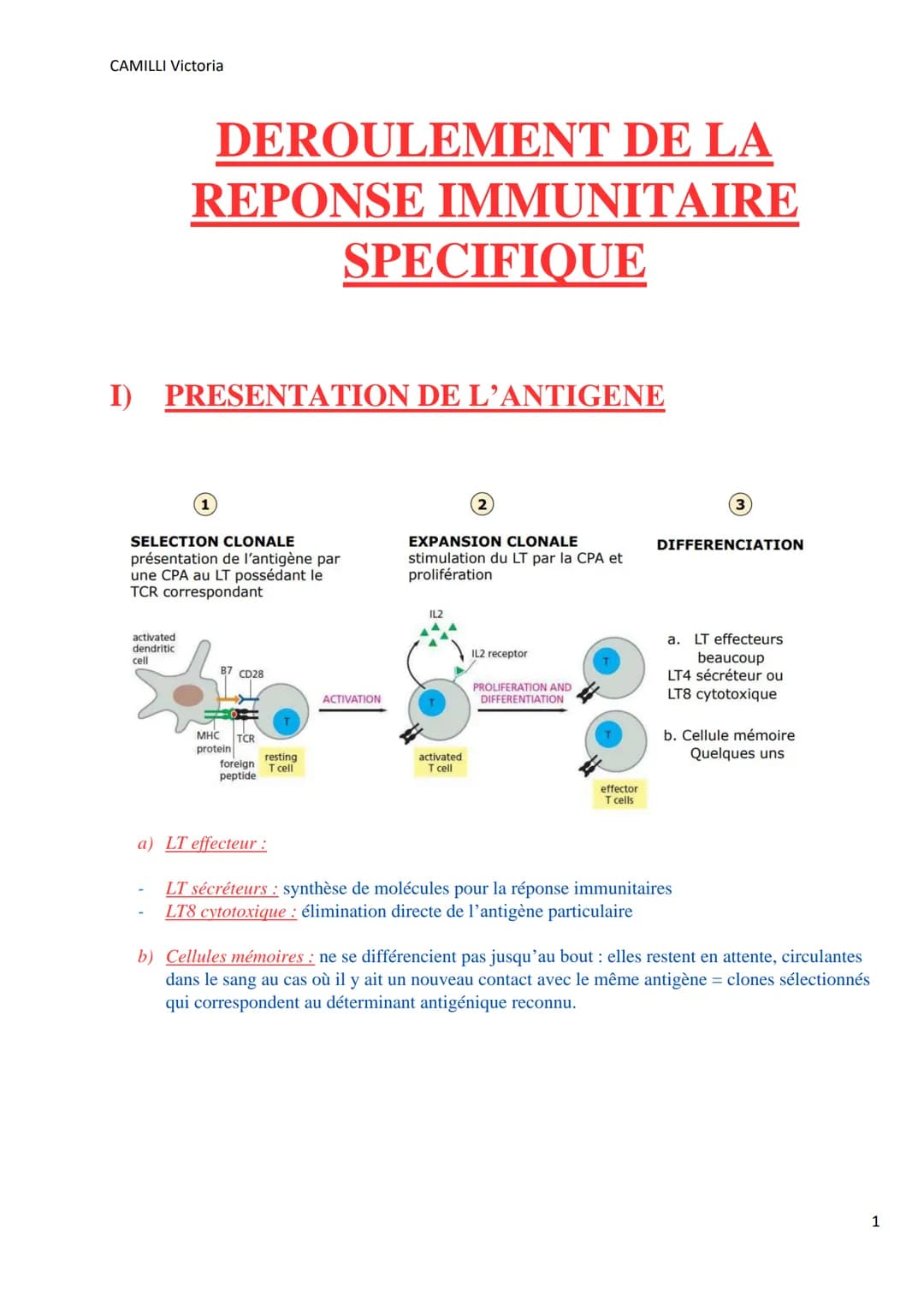 CAMILLI Victoria
I)
DEROULEMENT DE LA
REPONSE IMMUNITAIRE
PRESENTATION DE L'ANTIGENE
SELECTION CLONALE
présentation de l'antigène par
une CP