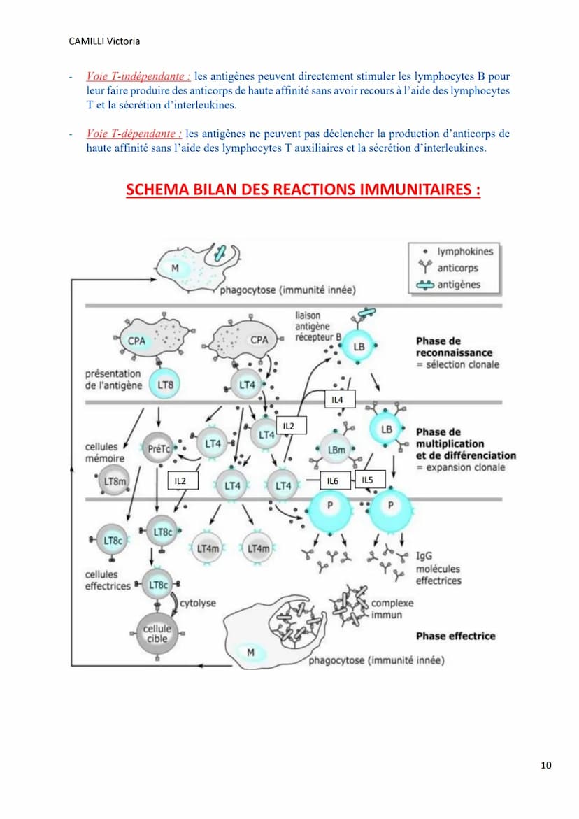 CAMILLI Victoria
I)
DEROULEMENT DE LA
REPONSE IMMUNITAIRE
PRESENTATION DE L'ANTIGENE
SELECTION CLONALE
présentation de l'antigène par
une CP