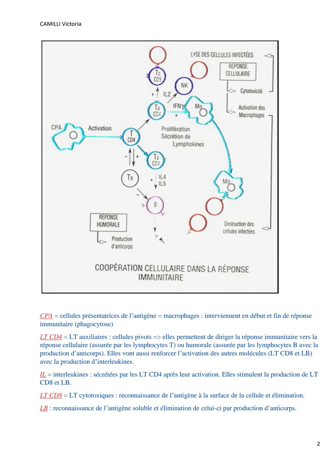 CAMILLI Victoria
I)
DEROULEMENT DE LA
REPONSE IMMUNITAIRE
PRESENTATION DE L'ANTIGENE
SELECTION CLONALE
présentation de l'antigène par
une CP