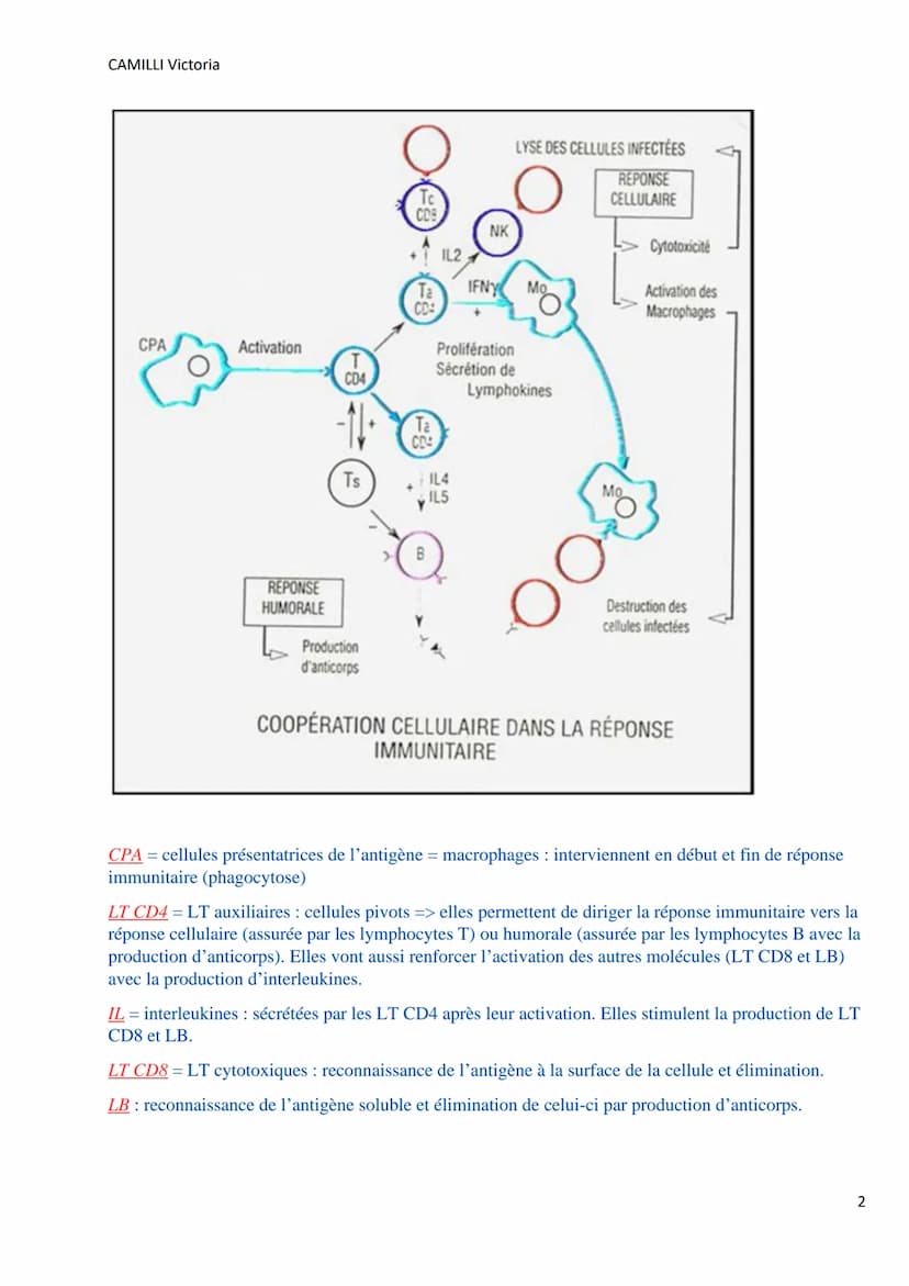 CAMILLI Victoria
I)
DEROULEMENT DE LA
REPONSE IMMUNITAIRE
PRESENTATION DE L'ANTIGENE
SELECTION CLONALE
présentation de l'antigène par
une CP