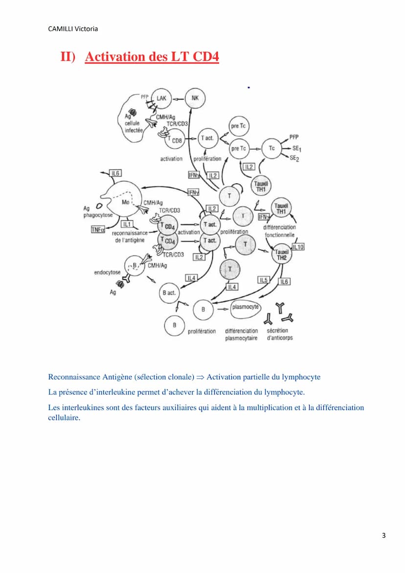 CAMILLI Victoria
I)
DEROULEMENT DE LA
REPONSE IMMUNITAIRE
PRESENTATION DE L'ANTIGENE
SELECTION CLONALE
présentation de l'antigène par
une CP