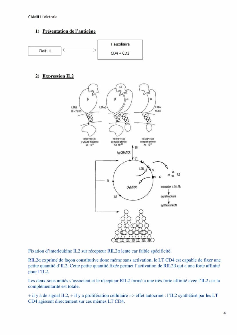 CAMILLI Victoria
I)
DEROULEMENT DE LA
REPONSE IMMUNITAIRE
PRESENTATION DE L'ANTIGENE
SELECTION CLONALE
présentation de l'antigène par
une CP