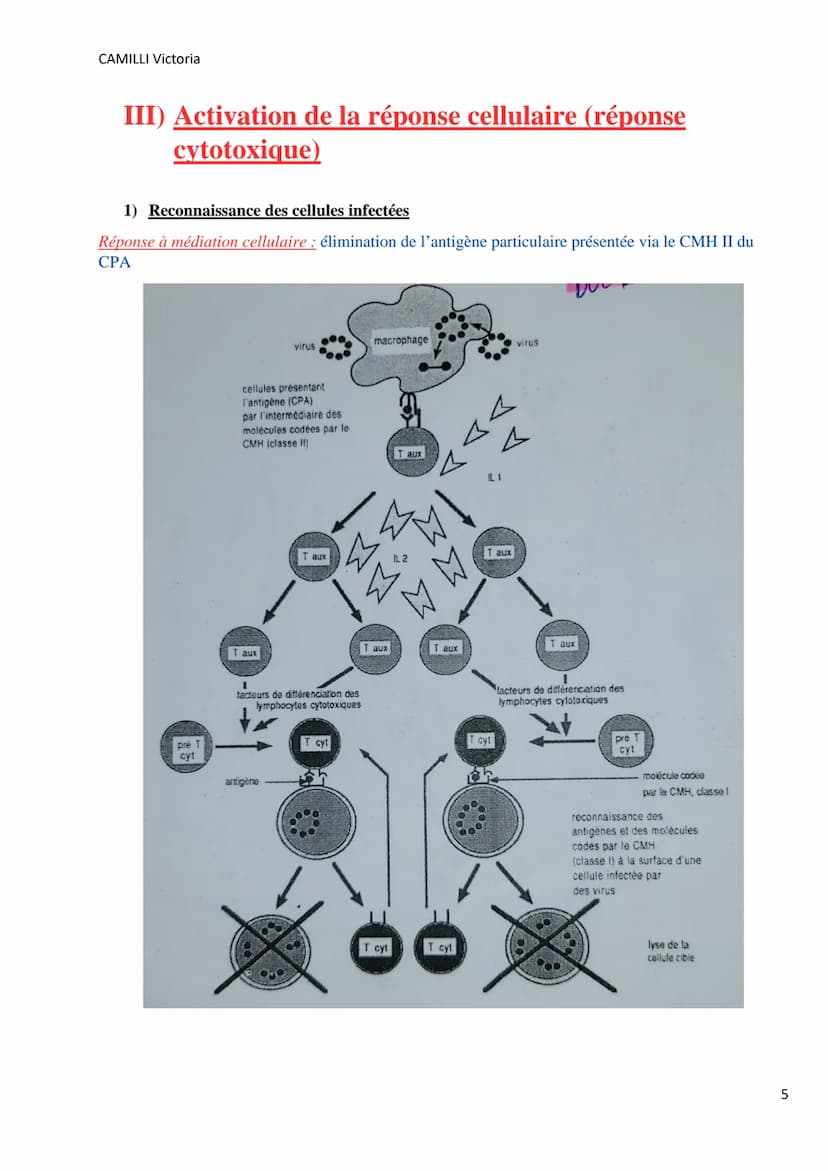 CAMILLI Victoria
I)
DEROULEMENT DE LA
REPONSE IMMUNITAIRE
PRESENTATION DE L'ANTIGENE
SELECTION CLONALE
présentation de l'antigène par
une CP