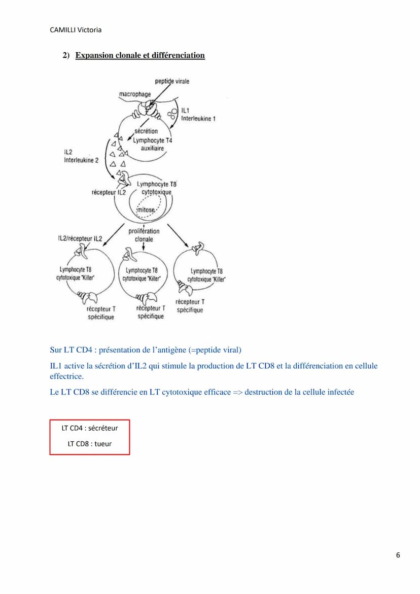 CAMILLI Victoria
I)
DEROULEMENT DE LA
REPONSE IMMUNITAIRE
PRESENTATION DE L'ANTIGENE
SELECTION CLONALE
présentation de l'antigène par
une CP