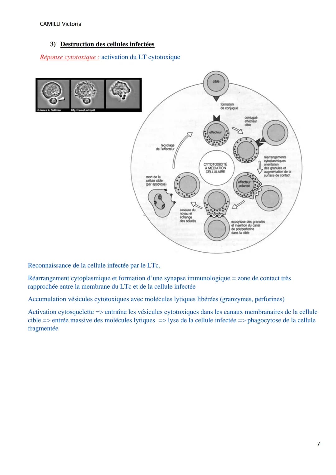 CAMILLI Victoria
I)
DEROULEMENT DE LA
REPONSE IMMUNITAIRE
PRESENTATION DE L'ANTIGENE
SELECTION CLONALE
présentation de l'antigène par
une CP