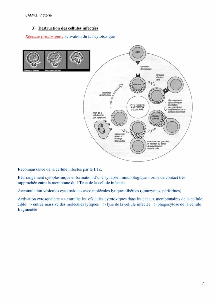 CAMILLI Victoria
I)
DEROULEMENT DE LA
REPONSE IMMUNITAIRE
PRESENTATION DE L'ANTIGENE
SELECTION CLONALE
présentation de l'antigène par
une CP