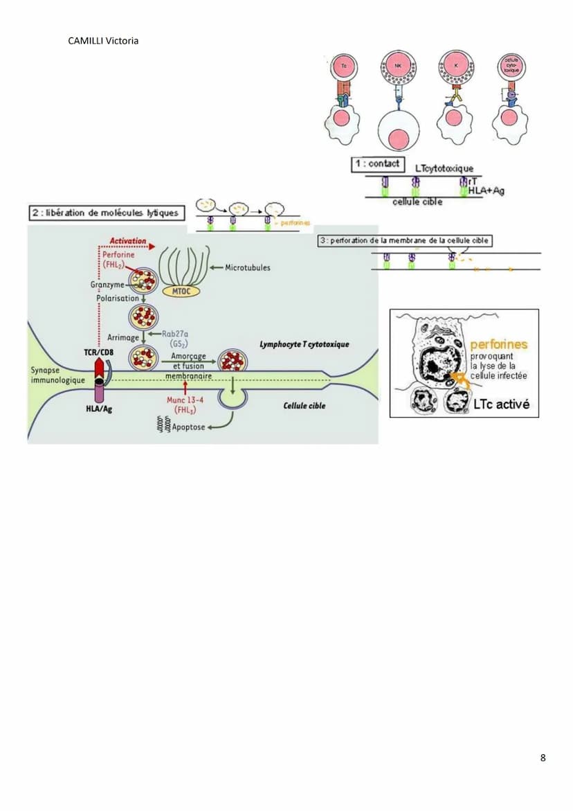CAMILLI Victoria
I)
DEROULEMENT DE LA
REPONSE IMMUNITAIRE
PRESENTATION DE L'ANTIGENE
SELECTION CLONALE
présentation de l'antigène par
une CP