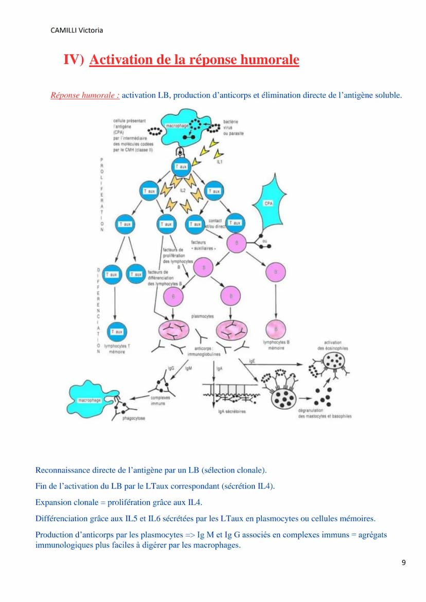 CAMILLI Victoria
I)
DEROULEMENT DE LA
REPONSE IMMUNITAIRE
PRESENTATION DE L'ANTIGENE
SELECTION CLONALE
présentation de l'antigène par
une CP