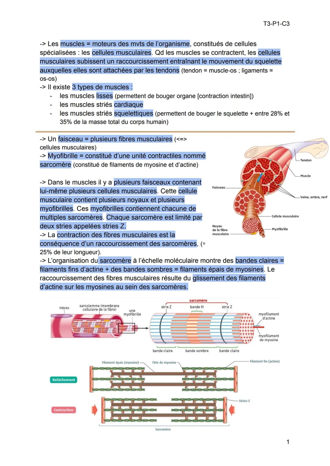 -> Les muscles = moteurs des mvts de l'organisme, constitués de cellules
spécialisées : les cellules musculaires. Qd les muscles se contract