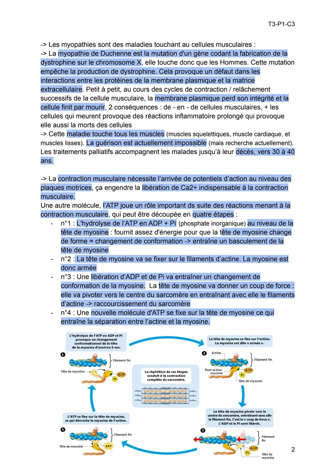-> Les muscles = moteurs des mvts de l'organisme, constitués de cellules
spécialisées : les cellules musculaires. Qd les muscles se contract