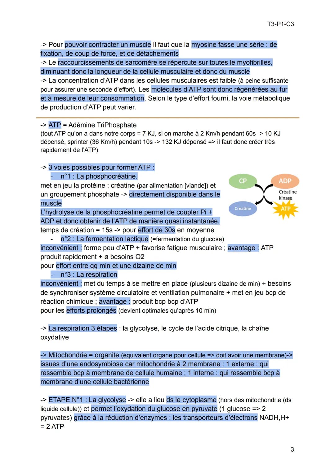 -> Les muscles = moteurs des mvts de l'organisme, constitués de cellules
spécialisées : les cellules musculaires. Qd les muscles se contract