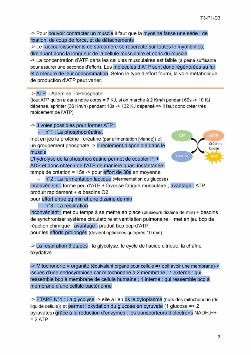 -> Les muscles = moteurs des mvts de l'organisme, constitués de cellules
spécialisées : les cellules musculaires. Qd les muscles se contract