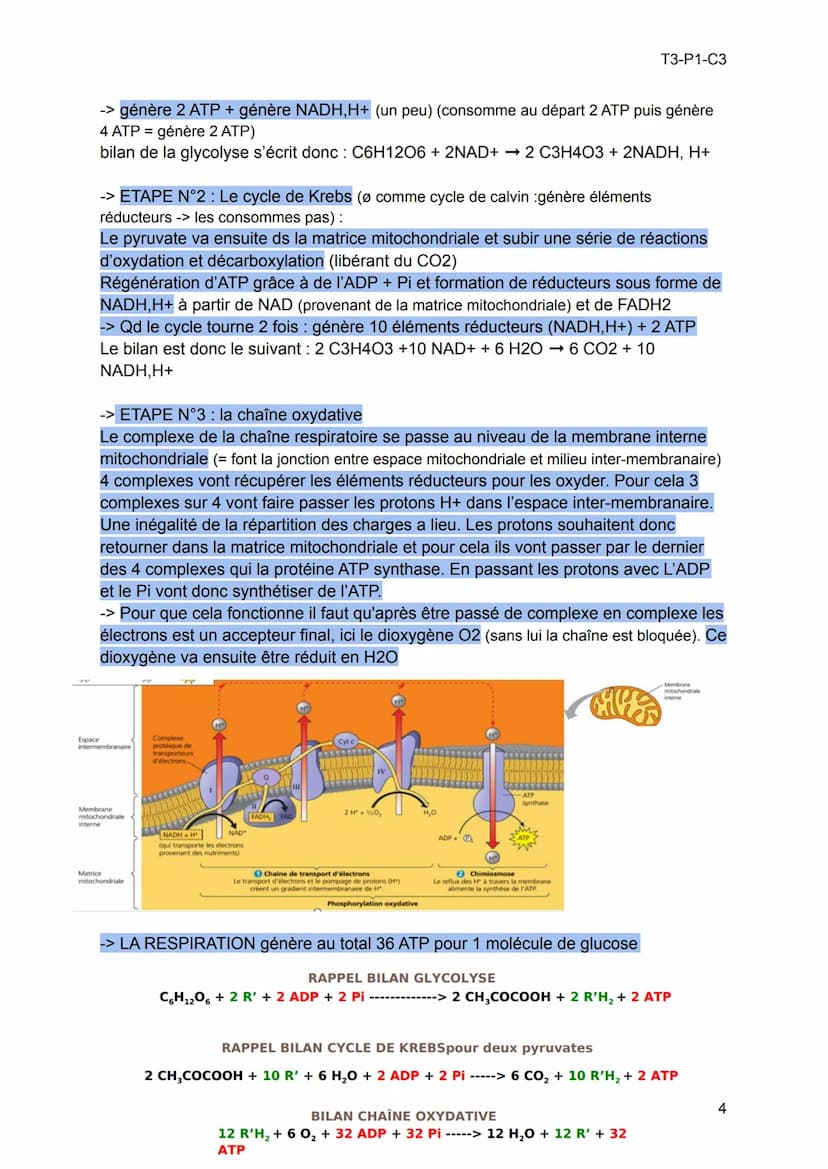 -> Les muscles = moteurs des mvts de l'organisme, constitués de cellules
spécialisées : les cellules musculaires. Qd les muscles se contract