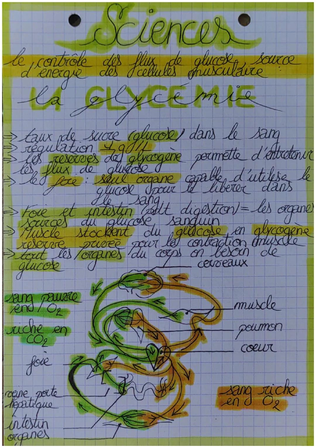 Sciences
le contrôle des flux de glucose, source
d'energie des cellules musculaire
la glycémie
$











































