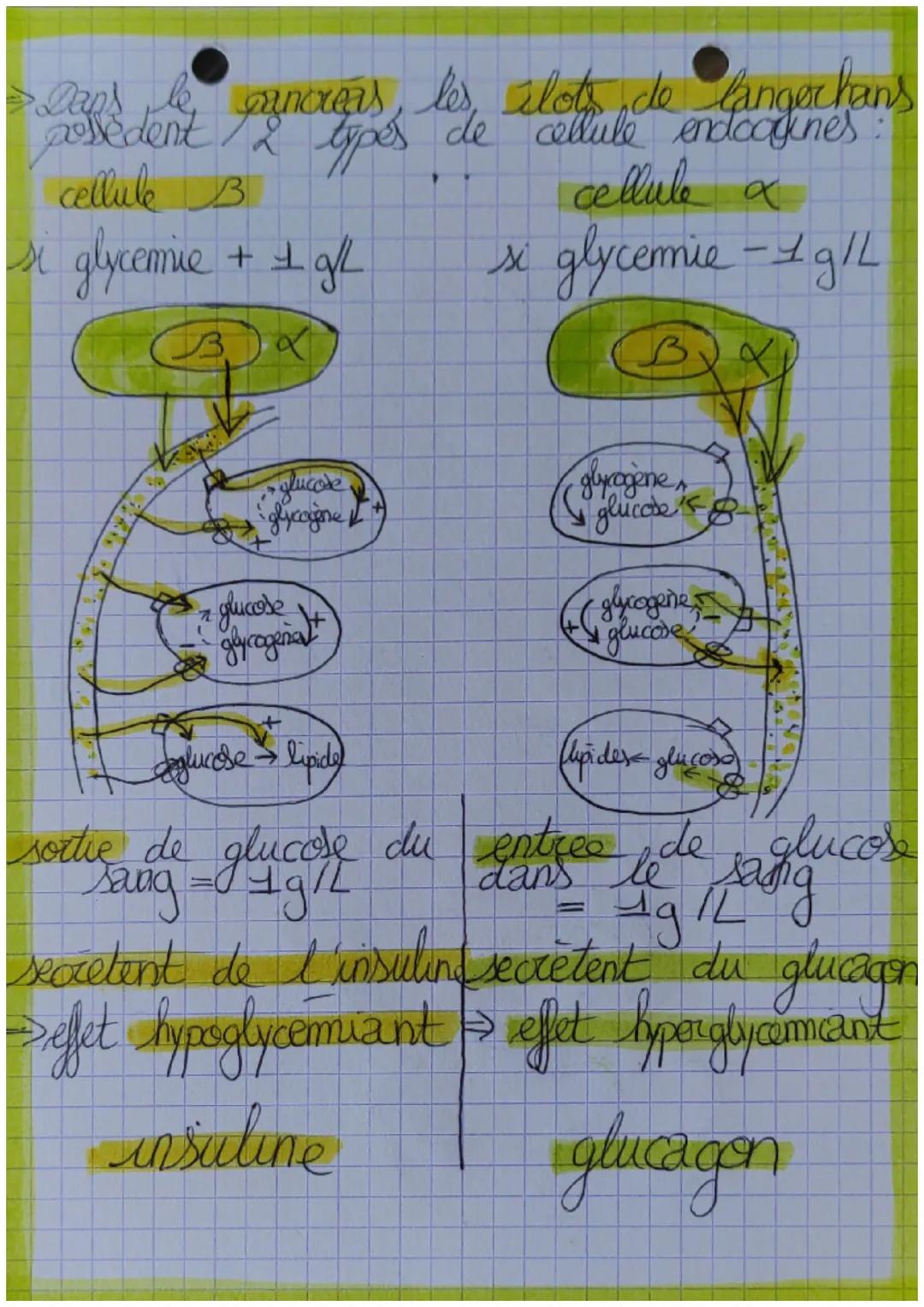 Sciences
le contrôle des flux de glucose, source
d'energie des cellules musculaire
la glycémie
$











































