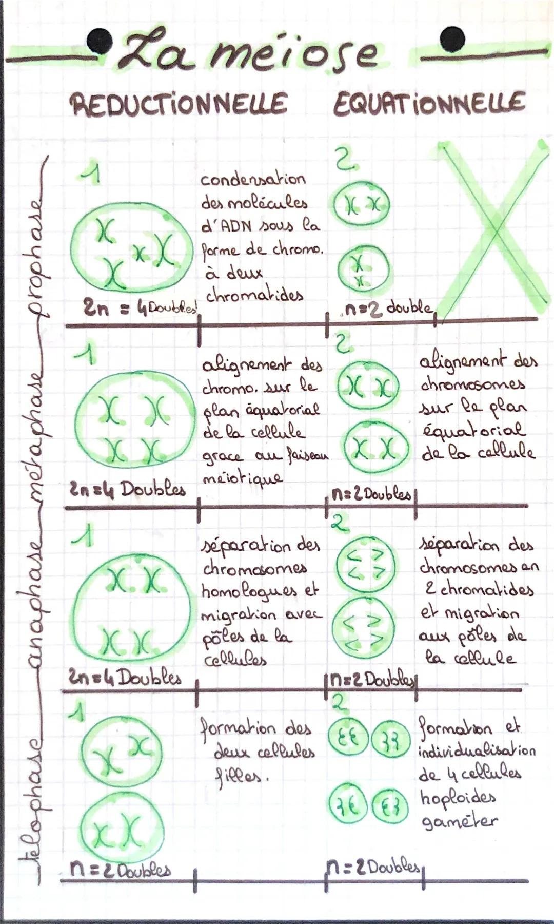 Contrôle Division Cellulaire 1ère S Corrigé - Quiz SVT, Exercice et Schémas