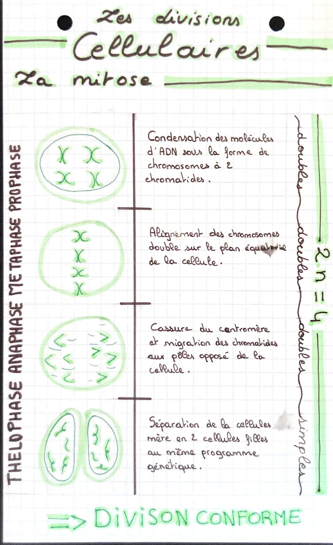 это у бола
этоуборит эточрато
Doudoor
La meiose
REDUCTIONNELLE EQUATIONNELLE
X
condensation
des molécules
d'ADN sous la
XX forme de chromo.
