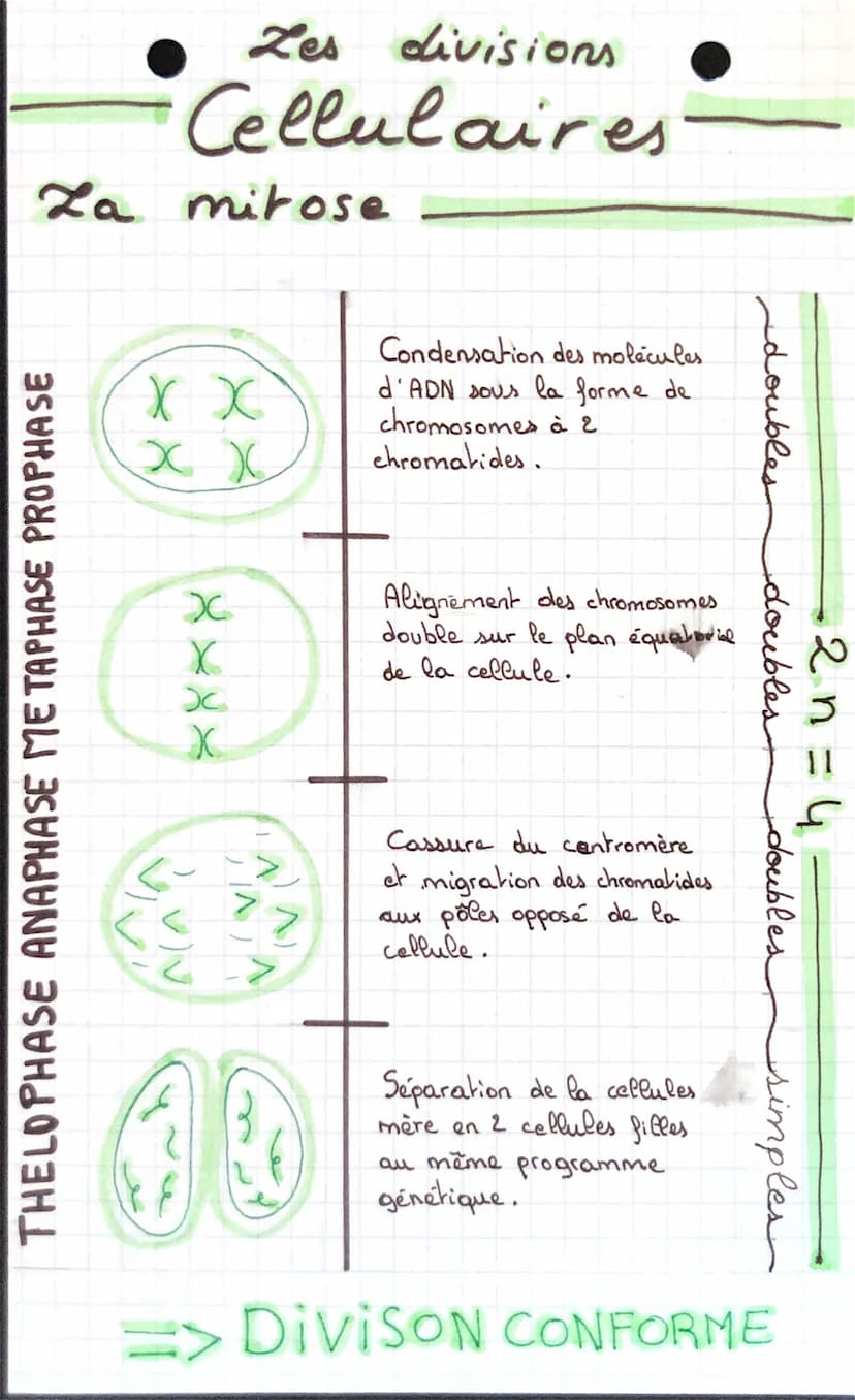 это у бола
этоуборит эточрато
Doudoor
La meiose
REDUCTIONNELLE EQUATIONNELLE
X
condensation
des molécules
d'ADN sous la
XX forme de chromo.
