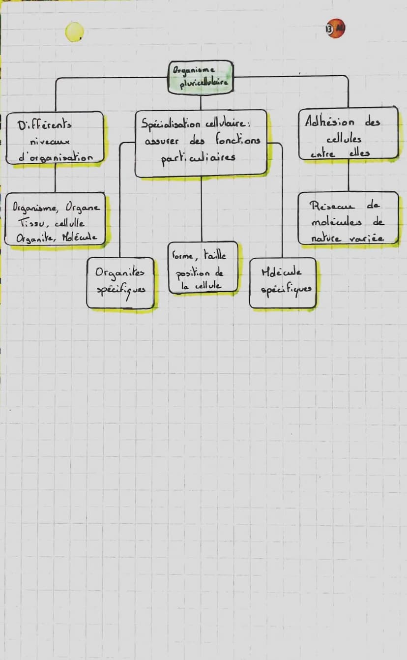 SVT.
CHAPITRE I: L'organisme pluricellulaire,
ensemble de cellules spécialisées.
1. Les échelles du vivant
On peut définis comme
atome -> mo
